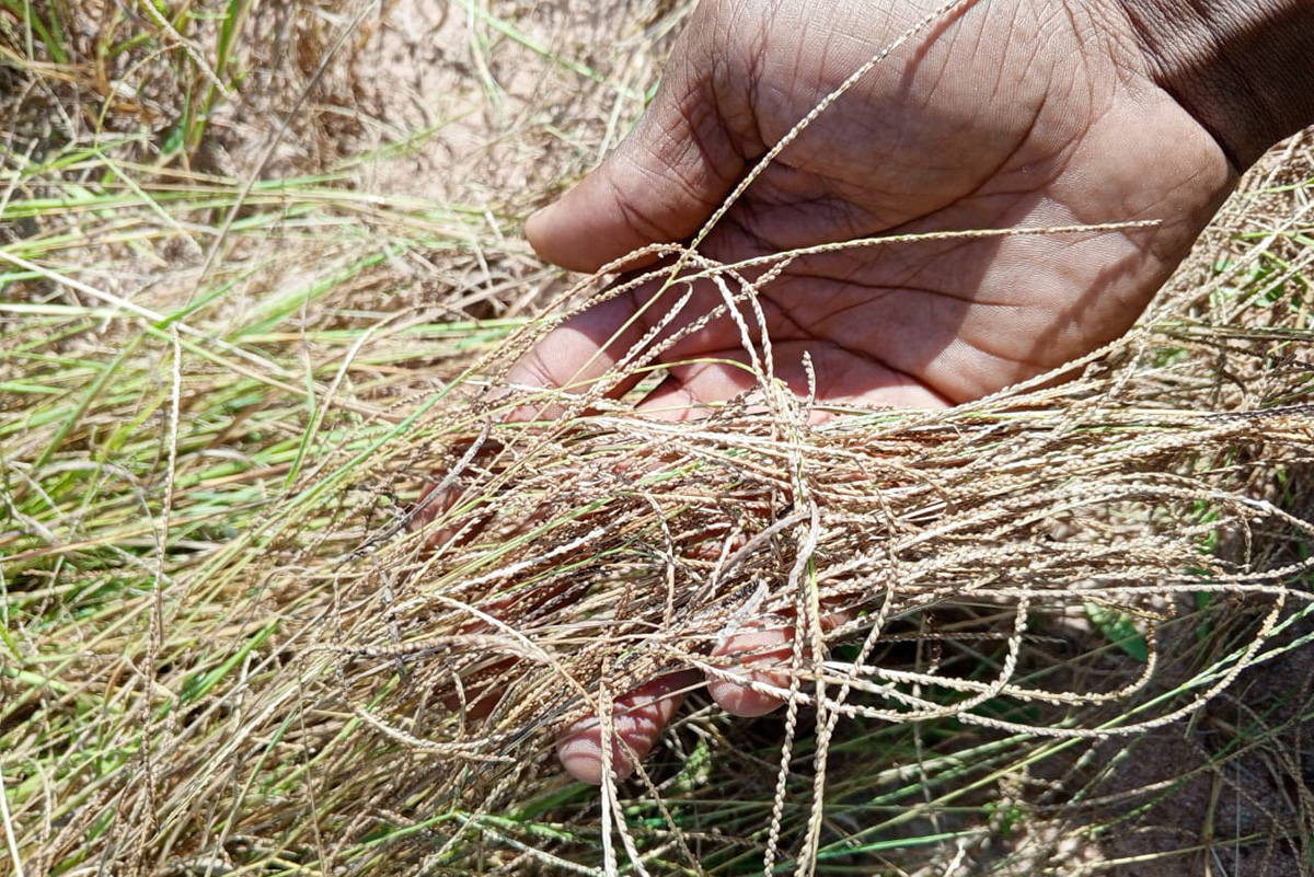 Due to its size, fonio needs to be harvested by hand – Photo courtesy of Yolélé. jean jackets