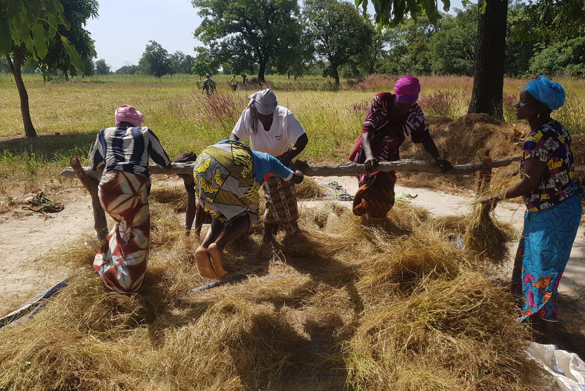 Harvesting fonio is a very laborious intensive process. Photo courtesy of Yolélé. jean jackets