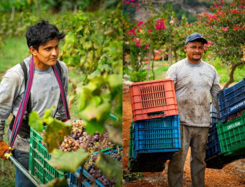 Spirit of the Andes: What to Know About  Artisanal Pisco From Peru