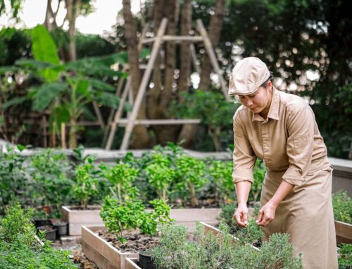 Bangkok’s New Wave of Farm-to-Table Restaurants