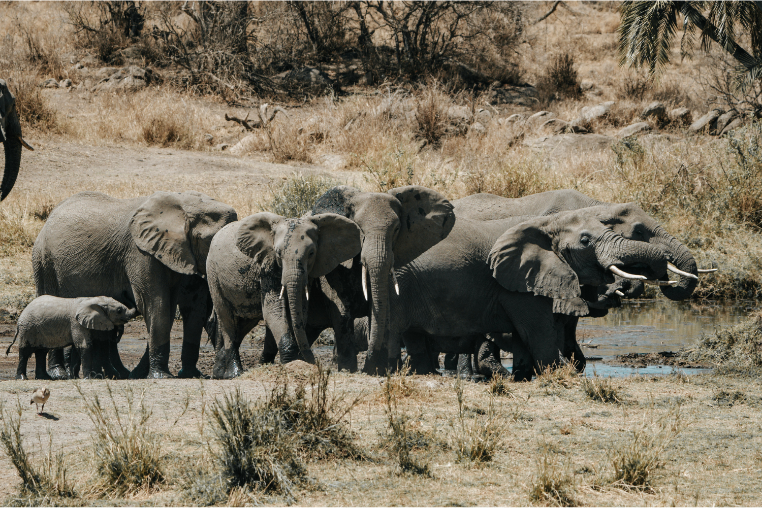 Elephants at Nimali Tarangire Lodge. Courtesy of NImali Tarangire.