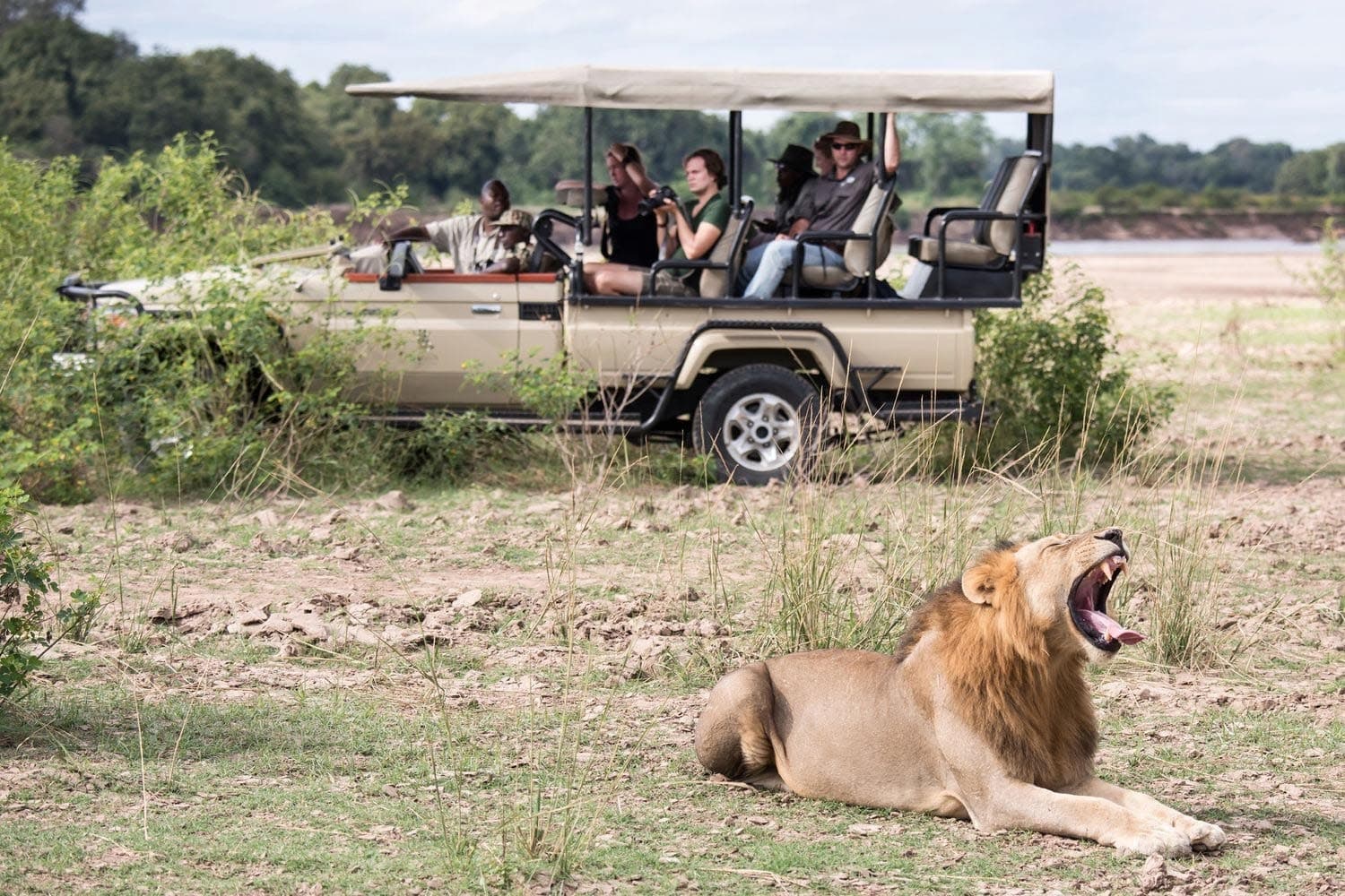 Spotting lions on safari