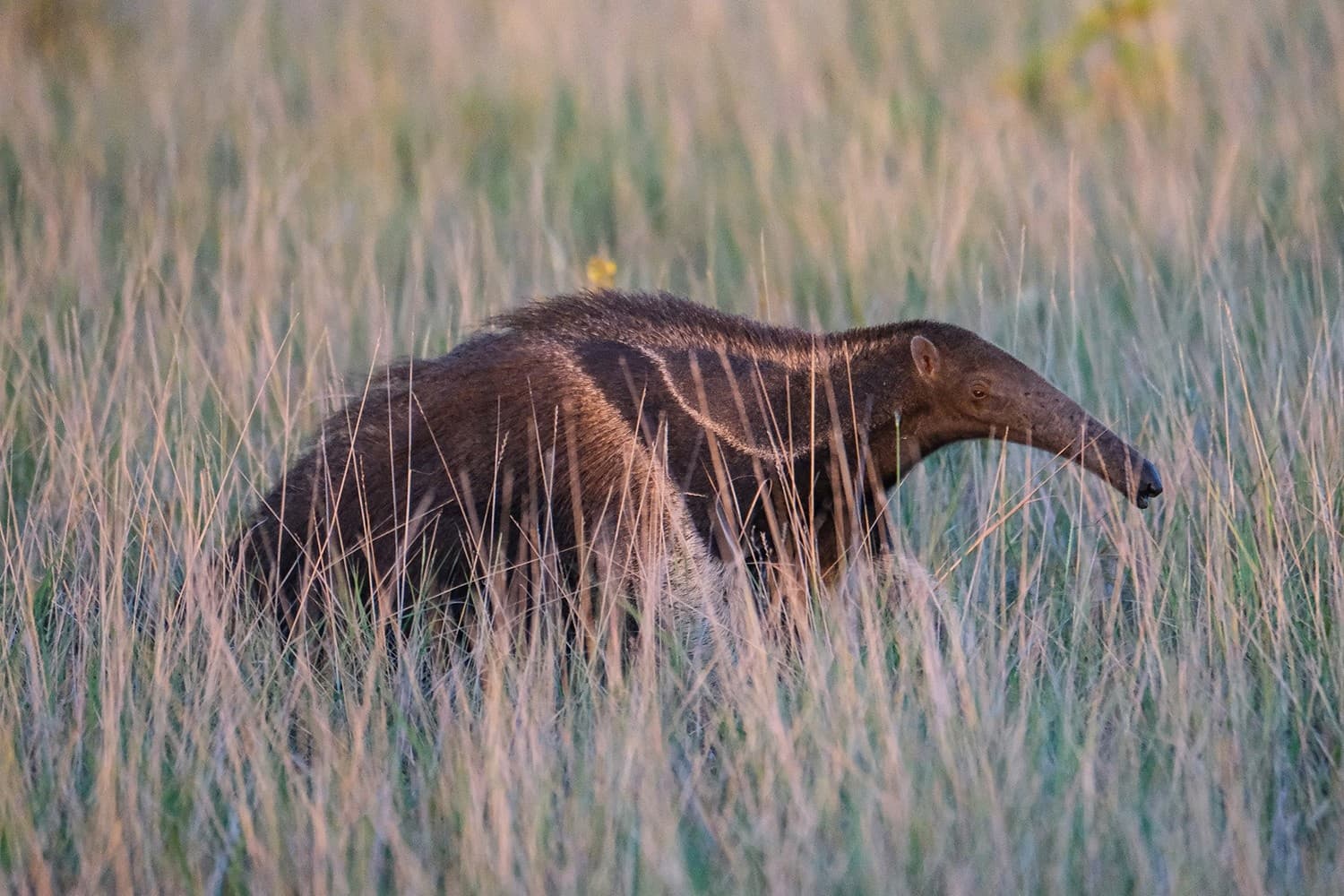 Giant anteater