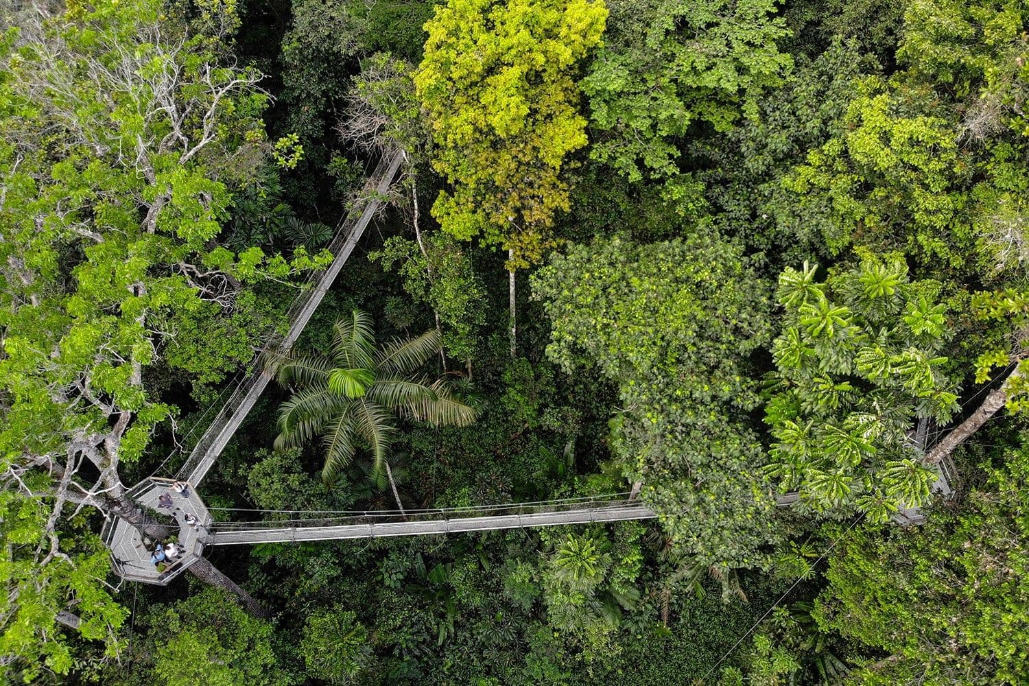 Rainforest canopy walk