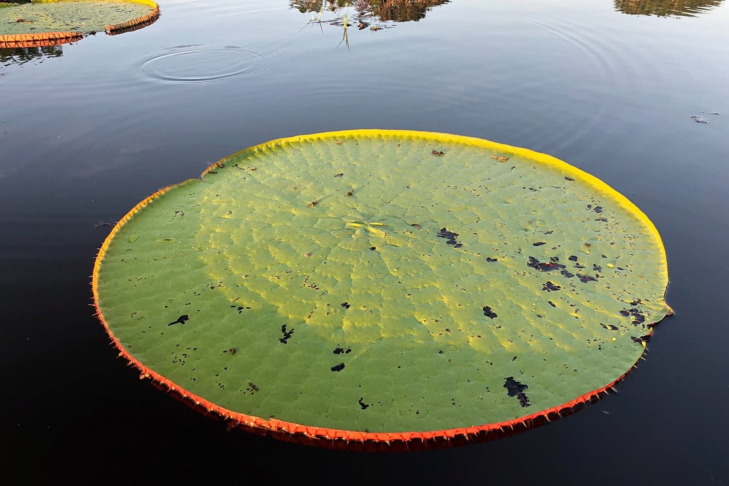 Victoria amazonica lilypad