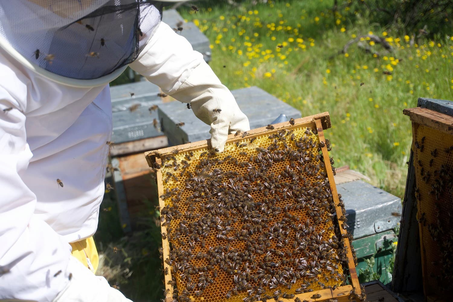 A beekeeper at work