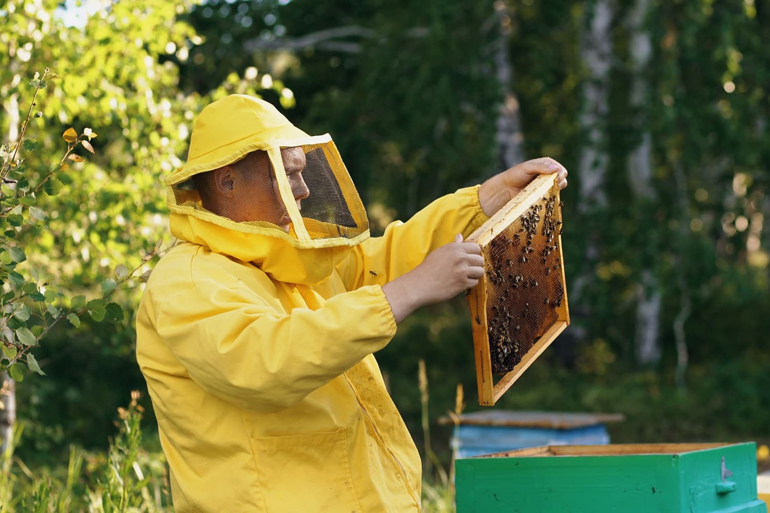 A beekeeper inspects a honeycomb