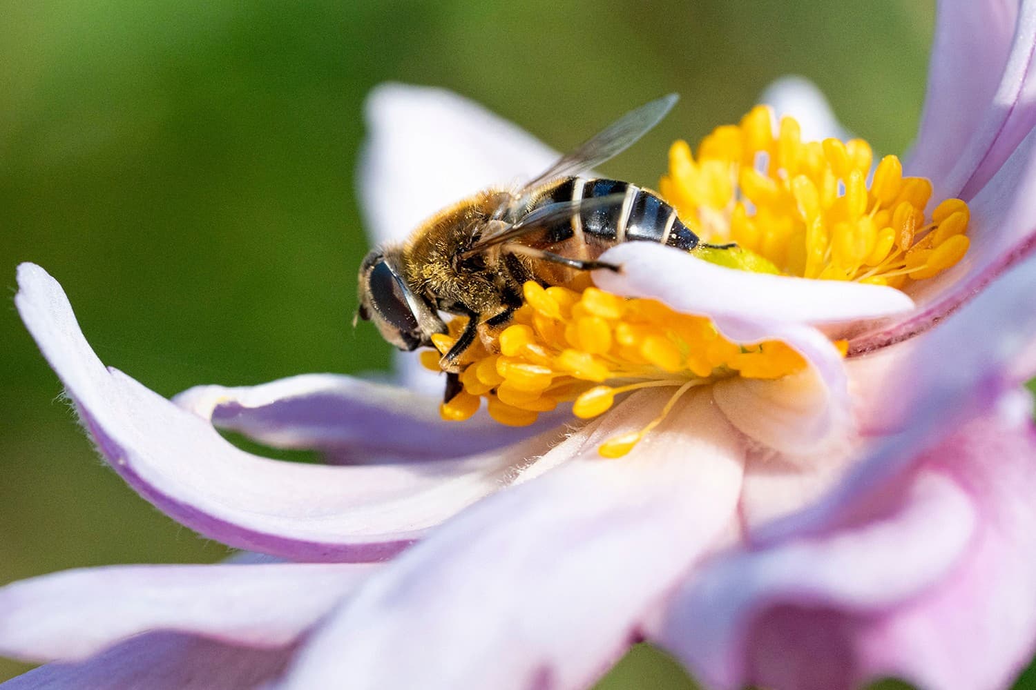 A honeybee harvest pollen