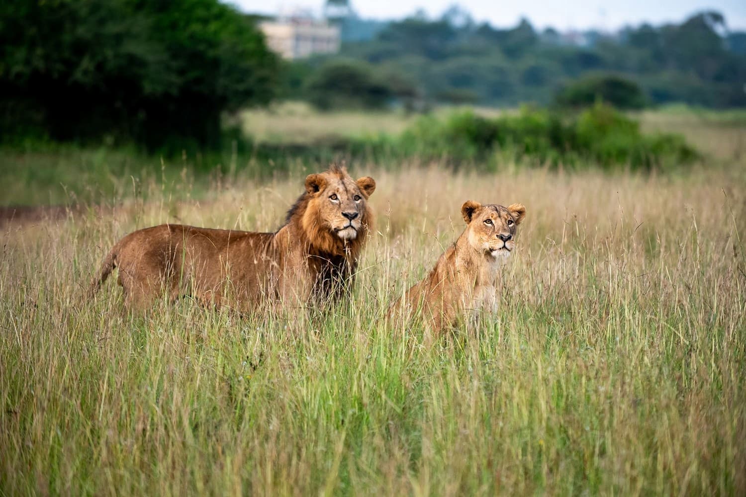 Lions in Nairobi National Park
